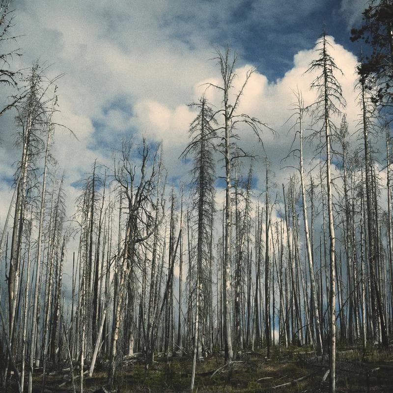 Basalt Reserve 7